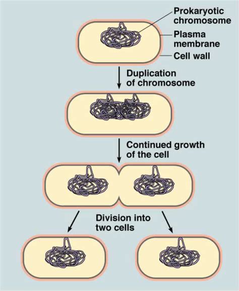 Cell Division | Binary Fission | Tech Hydra