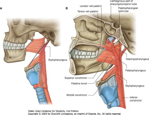 Laryngeal Elevator Muscles Flashcards | Quizlet