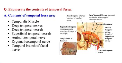 Contents Of Axillary Fossa / Anatomy of Axilla and It's contents ...