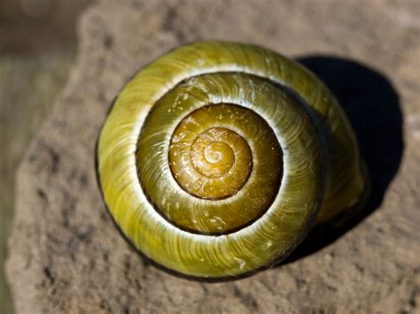 Snail Shell: Earthrise: Galleries: Digital Photography Review : Digital ...