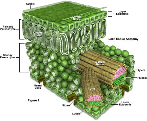 Wikipedia:Featured picture candidates/Leaf tissue structure - Wikipedia