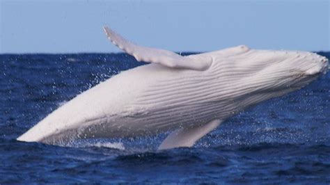 Have you seen Albino Whale before ? Check out The Son of Migaloo ...