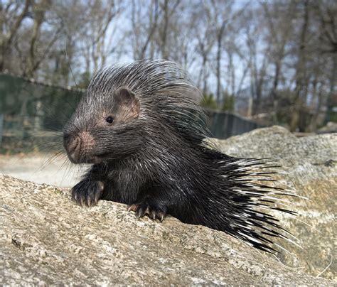 african crested porcupine baby | bitterootfarm | Flickr