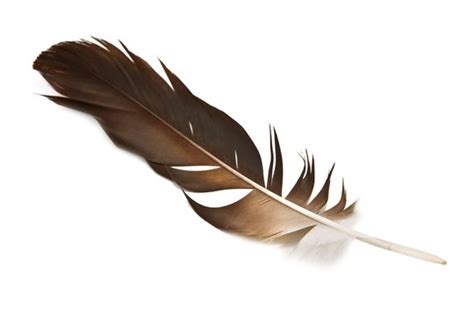 Indian Eagle Feathers