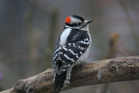 Male Downy Woodpecker | Indiana Ivy Nature Photographer | Flickr