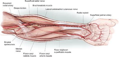 Figure 1 from Harvesting the radial artery. | Semantic Scholar