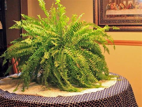 Boston Fern Care | Boston ferns, Boston ferns care, Boston fern indoor