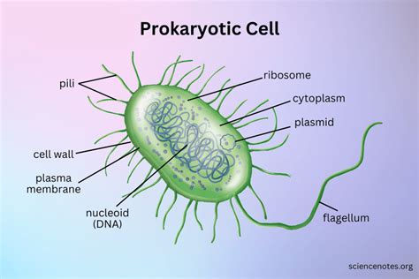 Simple Prokaryotic Cell Diagram Printable Diagram Prokaryotic Cell | Porn Sex Picture