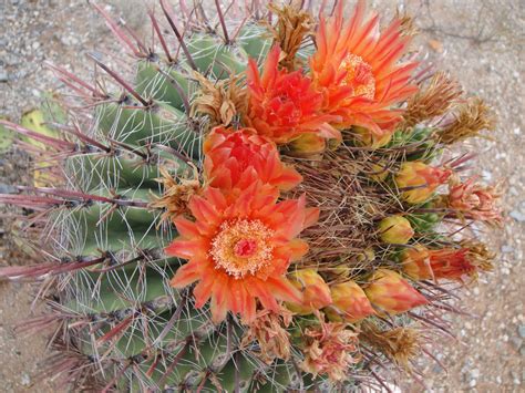 249 best Sonoran Desert images on Pholder | Whatsthisbug ...