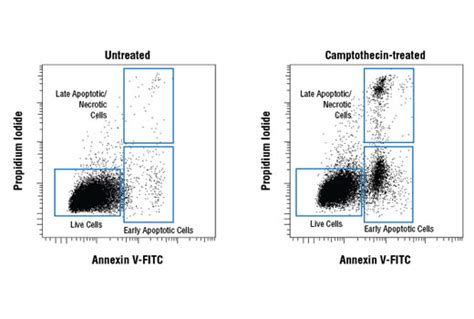 Annexin V-FITC Early Apoptosis Detection Kit | Cell Signaling Technology