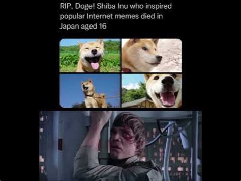 RIP Doge - YouTube