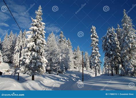 Snowy road stock image. Image of tree, beautiful, fresh - 1788015