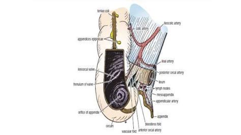 Anatomy of appendix