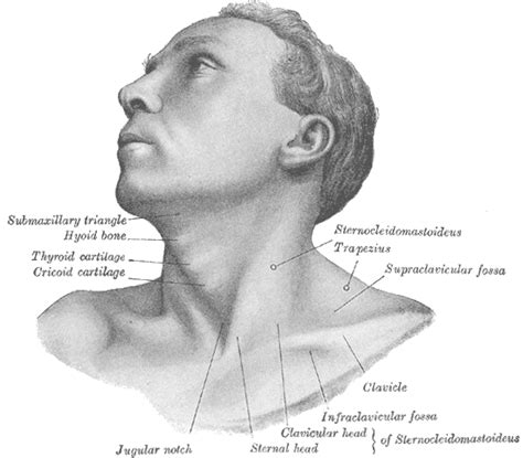 Torticollis Treatment