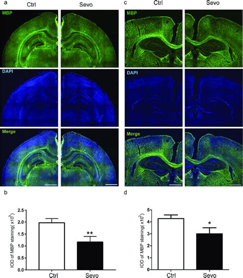 Sevoflurane anesthesia damaged the myelin sheath in the cortex of young... | Download Scientific ...