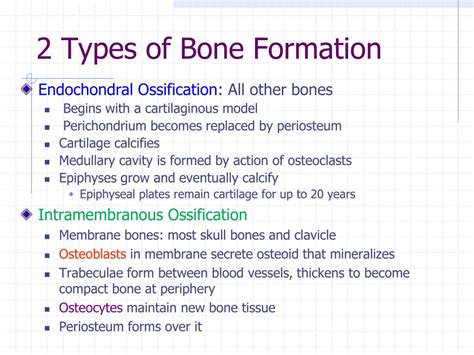 PPT - Human Anatomy (BIOL 1010) PowerPoint Presentation, free download - ID:783051