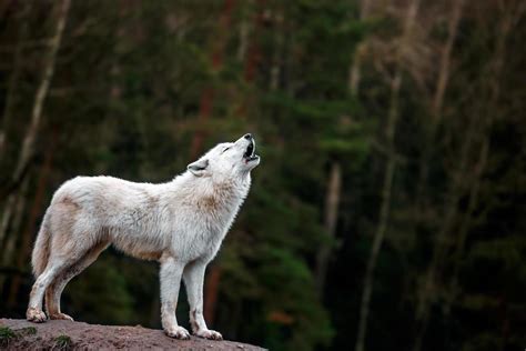 Baby Arctic Wolf Howling