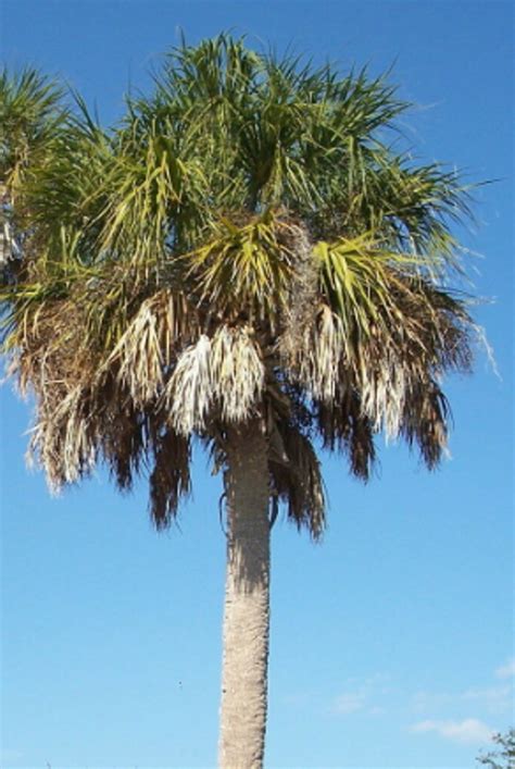 5 Pcs Cabbage Palmetto Tree Seeds, Cold Hardy Sabal Palmetto Seeds