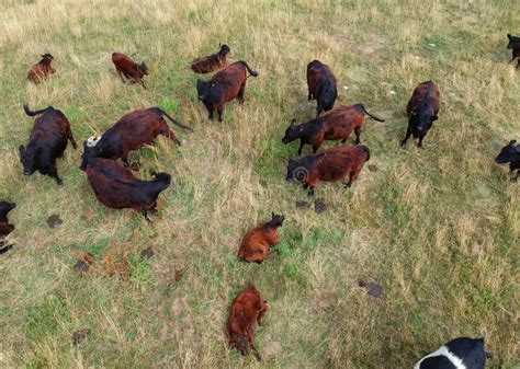 Cattle Herd Resting on Pasture Meadow Field, Aerial View Stock Photo - Image of pasture, animal ...