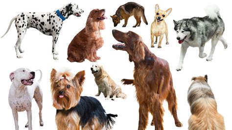 Dog Breeds: The 10 Groups Selected By The FCI - Fancy Paws