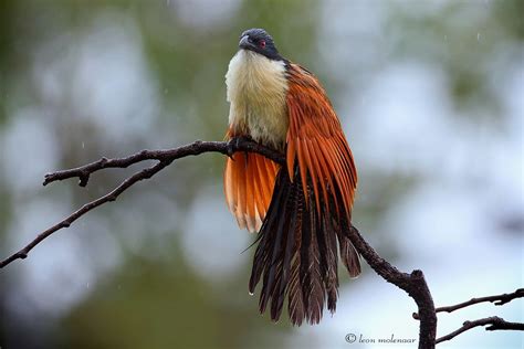 The Rainbird | South african birds, Beautiful birds, Pet birds