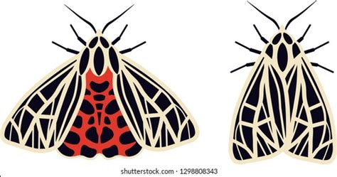 Tiger Moth: Over 855 Royalty-Free Licensable Stock Illustrations & Drawings | Shutterstock