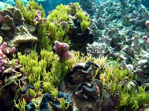 The Underappreciated Reef Algae | Smith Lab