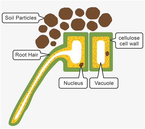 Root Hair Cell Clipart PNG Image | Transparent PNG Free Download on SeekPNG