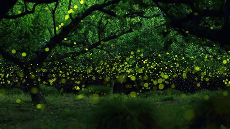 🔥 [70+] Fireflies Wallpapers | WallpaperSafari