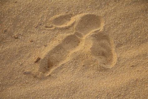 Emu Footprint Stock Photos, Pictures & Royalty-Free Images - iStock