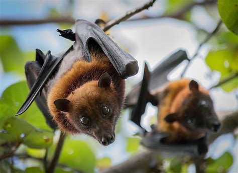 How Many Bats Are There In The World? - WorldAtlas