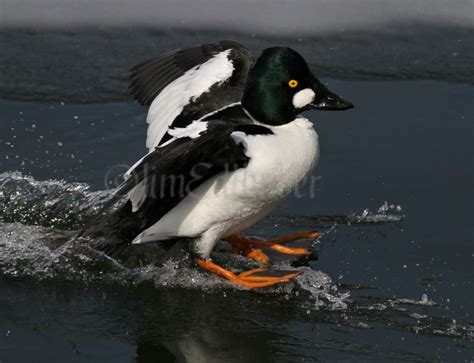 Common Goldeneye - Window to Wildlife - Photography by Jim Edlhuber