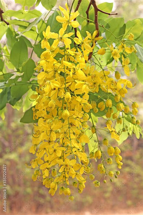 Bunch of yellow golden shower Cassia fistula / Indian laburnum state ...