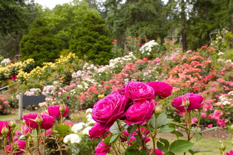 Portland Rose Garden Events | Fasci Garden