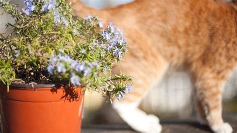 Is Rosemary Safe for Cats? Unveiling the Truth Behind a Fragrant Herb