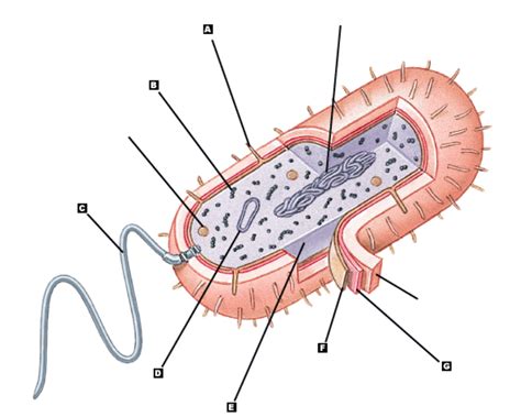 Prokaryotic Cell Unlabeled Diagram