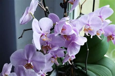 How Often Do Orchids Bloom? (And How to Make It Happen) - The Practical Planter