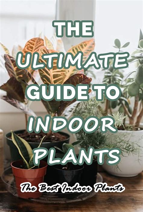 The Ultimate Guide To Indoor Plants: The Best Indoor Plants: Powerful Ways to Stay Your Home ...