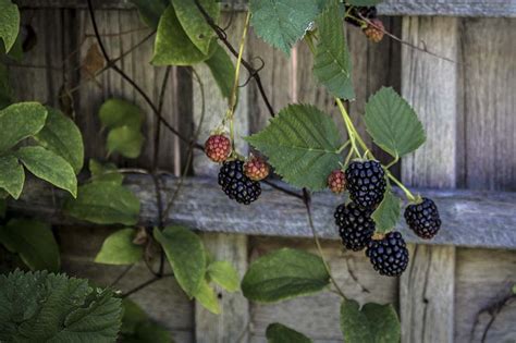 How to Grow Boysenberries | Gardener’s Path