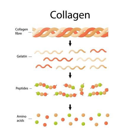 Amino acids, peptides, collagen. medical illustration in cartoon style. 8166272 Vector Art at ...