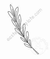 Olive branch vector coloring Page  Easter Template sketch template