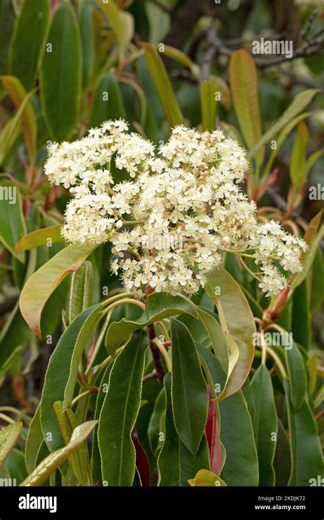 Chinese photinia (Photinia serratifolia), flowers Stock Photo - Alamy