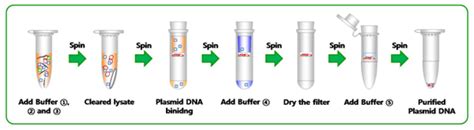 AccuPrep® Plasmid Mini Extraction Kit (50 reactions)