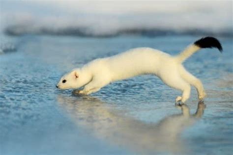 Stoat vs Weasel: 5 Key Differences - A-Z Animals