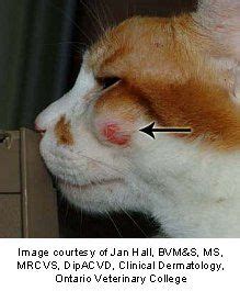 Mast cell tumors in cats | Cats, Mast cell, Tumor