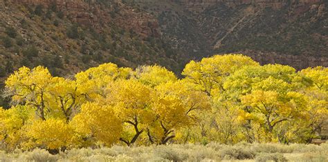 Best Places to See Fall Colors! | Grand Canyon Trust