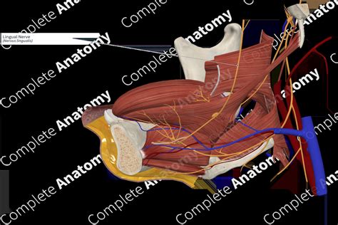 Lingual Nerve | Complete Anatomy