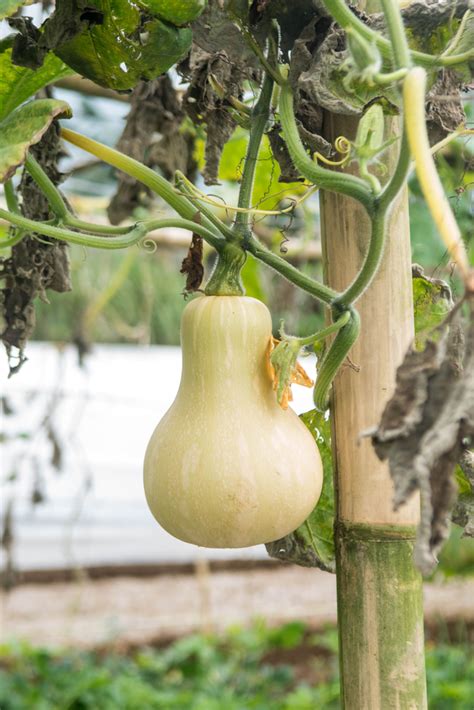 How To Trellis And Grow Squash Vertically For Higher Yields In Less Space