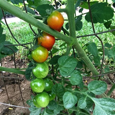 Growing sweet million Grape Tomatoes#grape #growing #million #sweet #tomatoes#grape #growing # ...