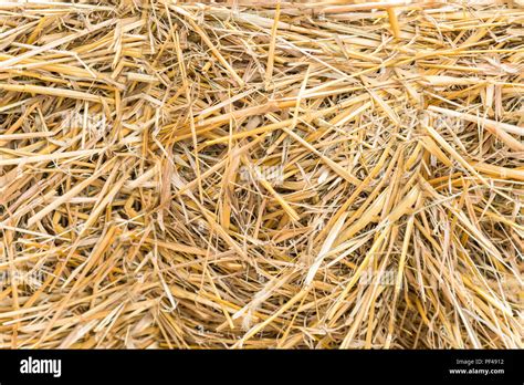 Yellow hay background. background texture dry grass Stock Photo - Alamy